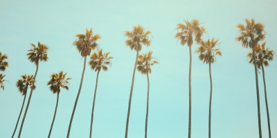 A line of tall palm trees, shot from below