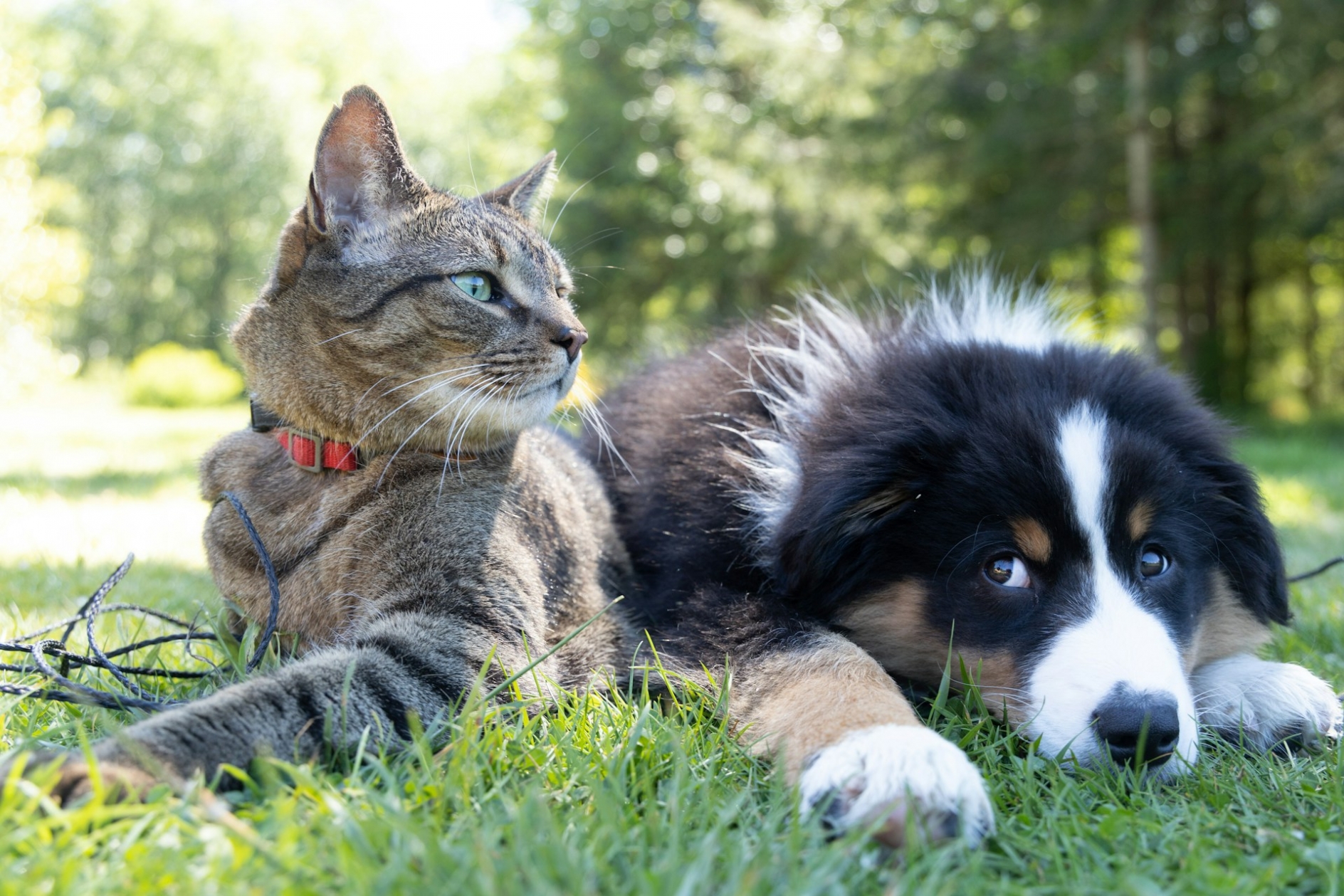 A dog and a cat laying next to each other in grass