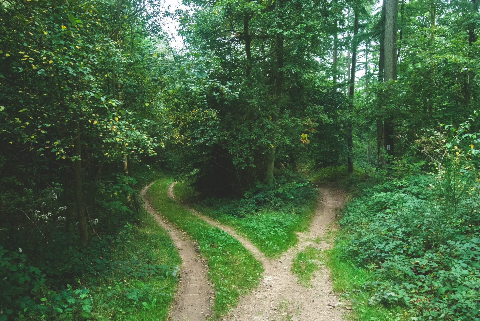 A forest path, forking in two